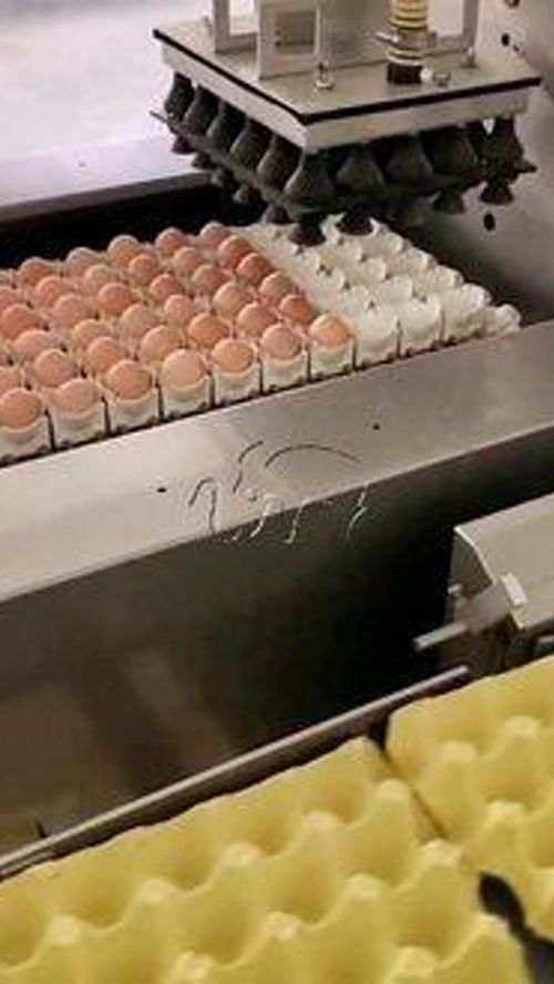 雞蛋自動擺盤流水線 雞蛋 養雞廠 食品機械設備 自動化生產線