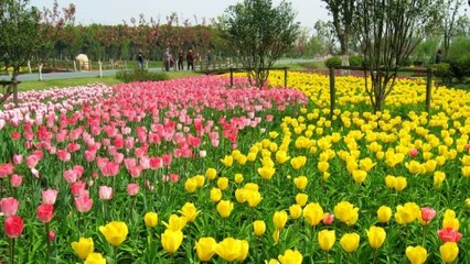 蘇州中國花卉植物園門票預(yù)訂指南及價格信息